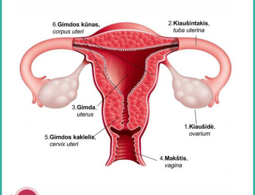 Fibromi uterini : terapia